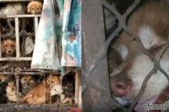 沐鸣主管工深夜拦货车救下百隻待宰狗 疑销往广西