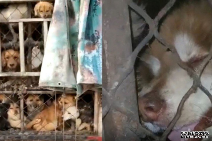 沐鸣主管工深夜拦货车救下百隻待宰狗 疑销往广西