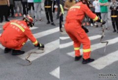 大蛇拦路沐鸣代理 吓坏行人消防徒手捉走