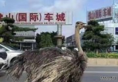 广沐鸣代理招商东佛山大道惊现巨大鸵鸟　优雅前行魔性步伐爆红网络