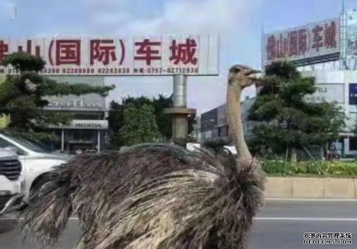 广东佛山大道惊现沐鸣代理招商巨大鸵鸟 优雅前行魔性步伐爆红网络