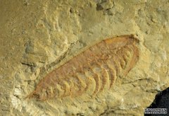 青海发现恰尼沐鸣帐号注册虫远古化石 至今5.5亿年历史