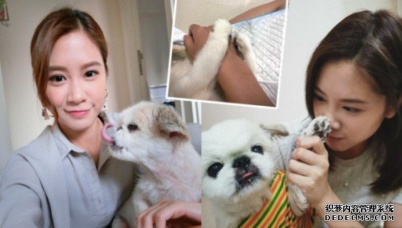 16岁爱犬毛毛沐鸣手机app离世 林凯恩不捨道别:永远爱你