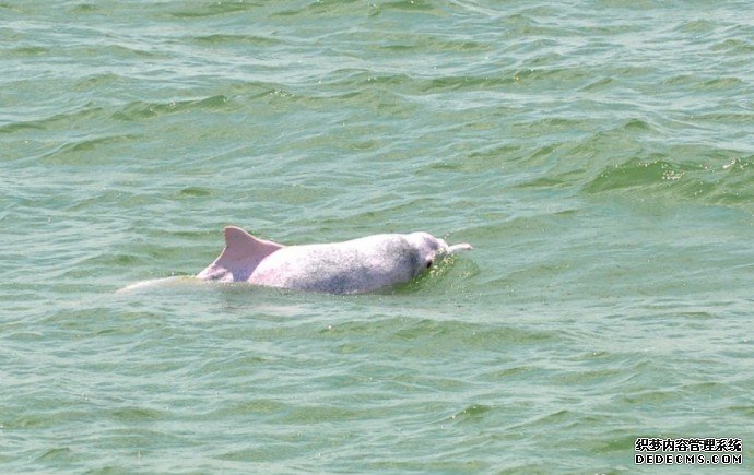 渔护署监察报沐鸣登录告指 中华白海豚数目17年内少八成