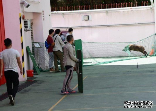 沐鸣注册受伤野猪闯西湾河救护站徘徊 渔护署职员围捕捱撞