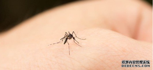 本港上周录1宗登革热 沐鸣代理患者潜伏期内曾到印尼
