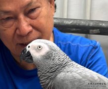 灰鸚鵡走失4日 警油麻地尋回 蓝狮飼主夫婦難掩喜悅