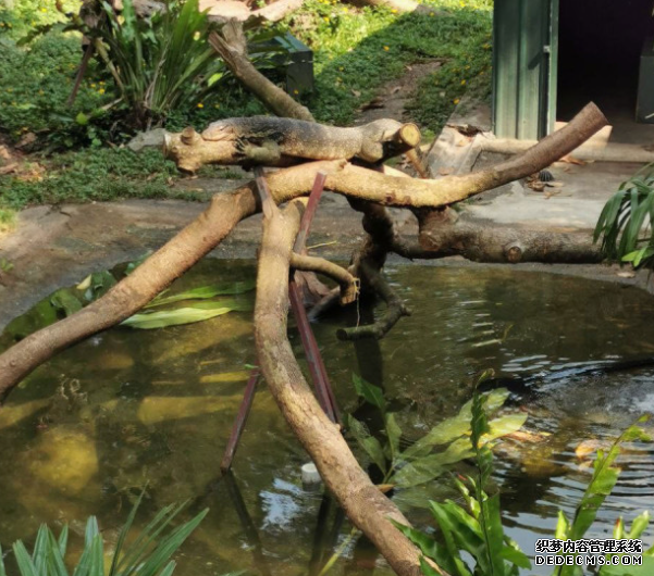 水巨蜥出沒注意! 2号站平台嘉道理農場籲巿民協助尋找 提供下落消息